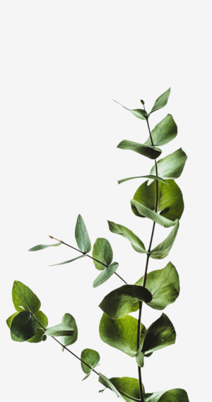 trandafiri_criogenati_flori_criogenate_categorie_foliaje_front_page