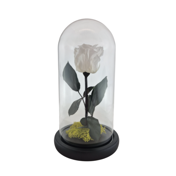 Cupola din sticla cu trandafir criogenat, coada criogenata si licheni Verde Deschis